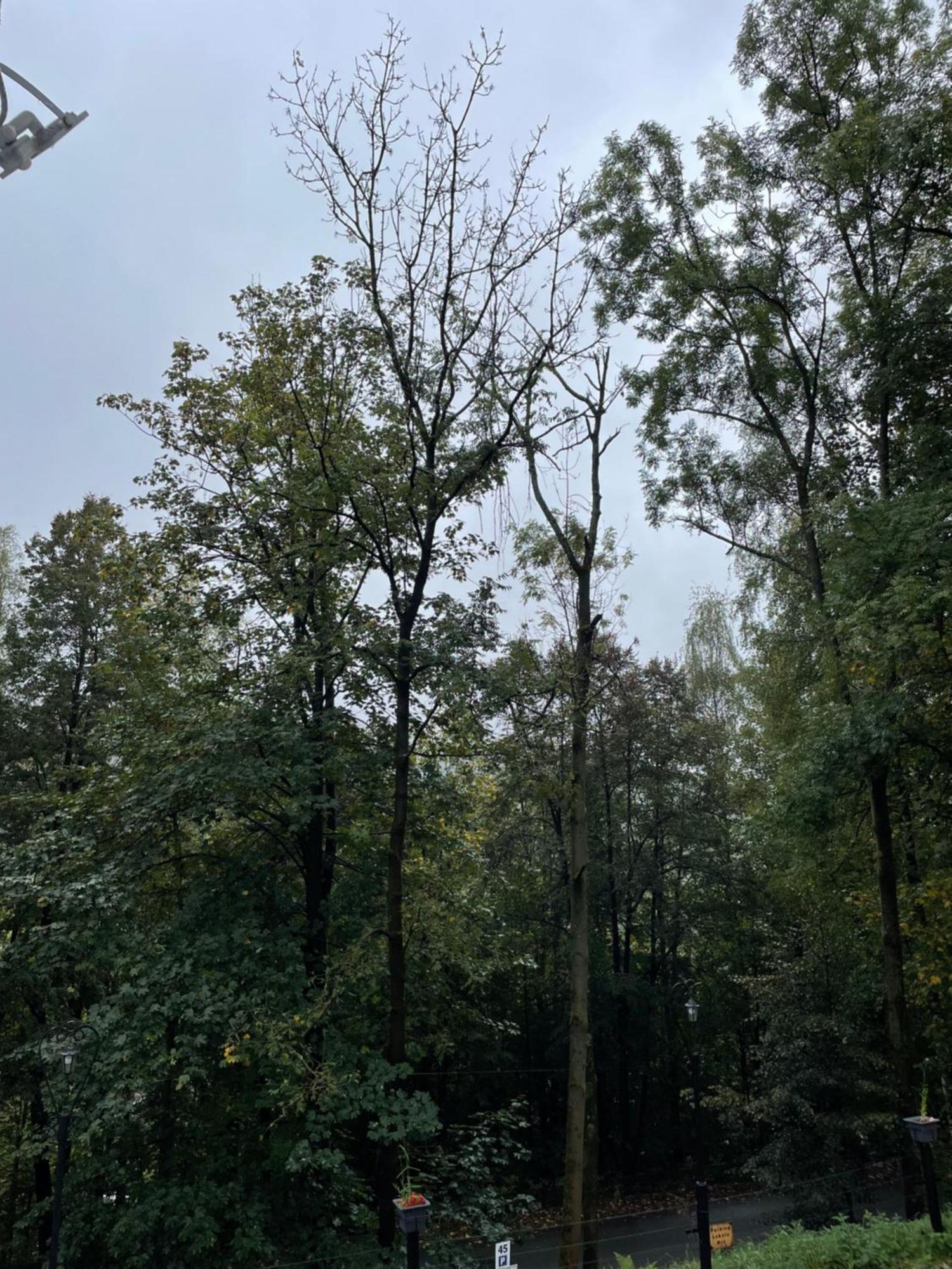 Forest View - Z Balkonem - Jaszowiec Ustron